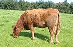 Organic beef from our small herd of South Devons