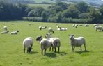 Organic lamb from our flock of Charollais, Suffolk and Roussin sheep
