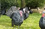 traditional Norfolk Black Christmas organic turkeys
