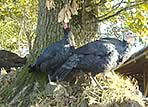 traditional Norfolk Black Christmas organic turkeys