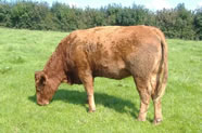 Organic beef from our small herd of South Devons.