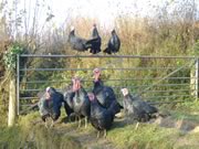 Traditional Norfolk Black Christmas Organic Turkeys.